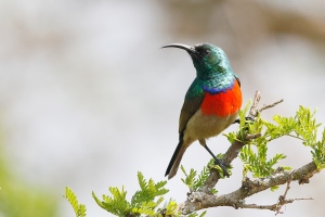 Greater-Double-collared-Sunbird